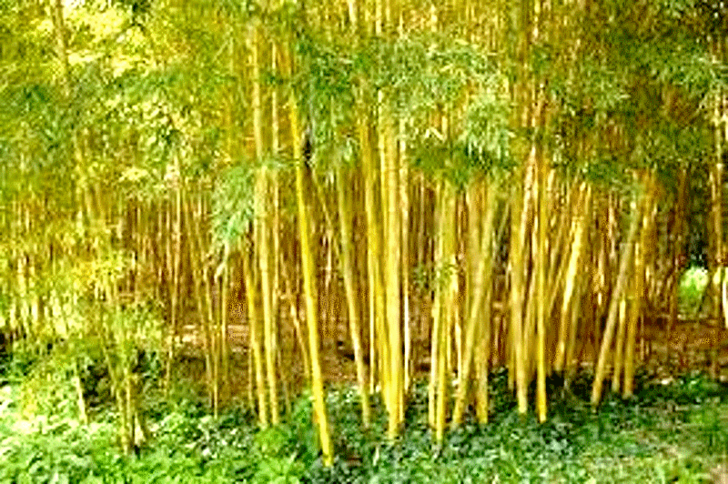 bambou_bambu_bamboo_sustainable_development_agriculture